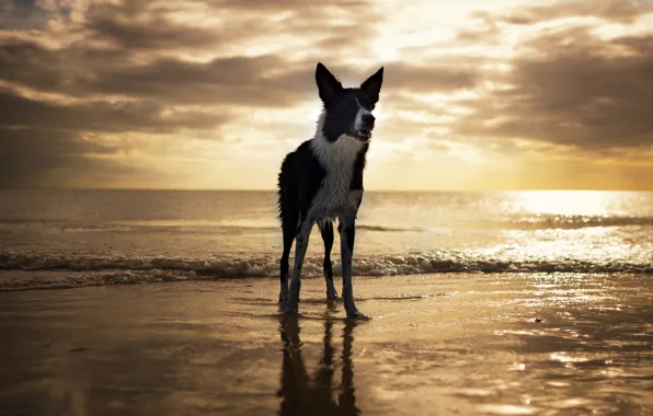 Картинка пляж, собака, USA, Florida, Fort Myers Beach
