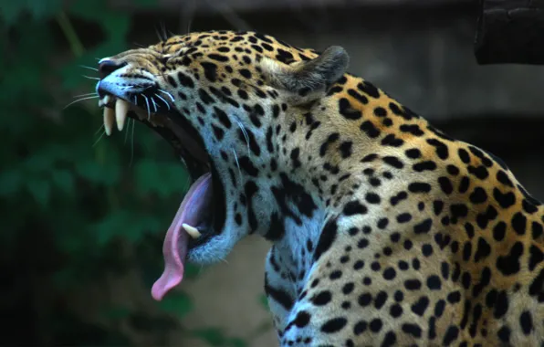 Картинка язык, ягуар, jaguar