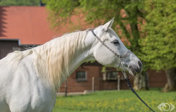 Картинка белый, конь, лошадь, грива, (с) OliverSeitz