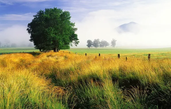 Картинка поле, небо, трава, дерево