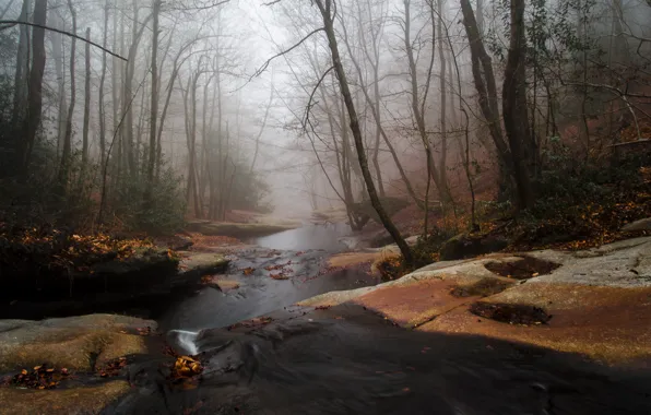 Картинка осень, лес, туман, река, ручей, поток