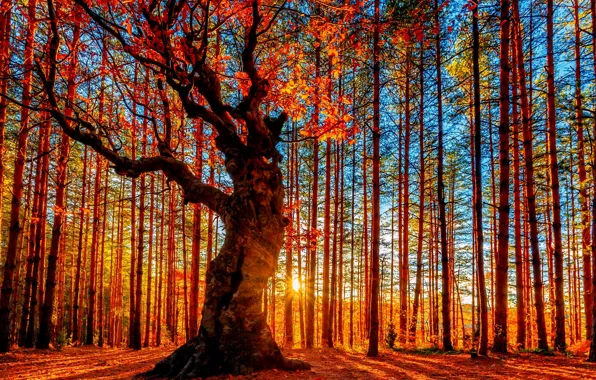 Картинка осень, небо, солнце, деревья, листва, Лес