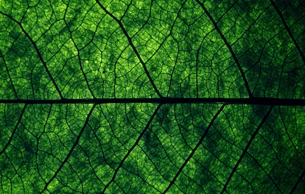 Картинка зелень, макро, природа, лист, структура, текстуры, жилки, macro, leaf