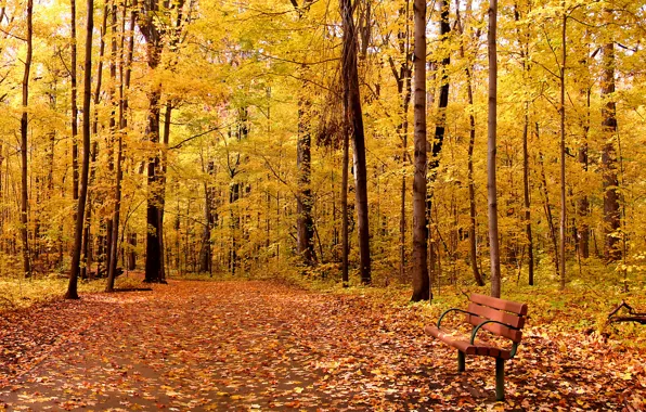 Картинка осень, листья, деревья, парк, landscape, nature, park, autumn, leaves, tree