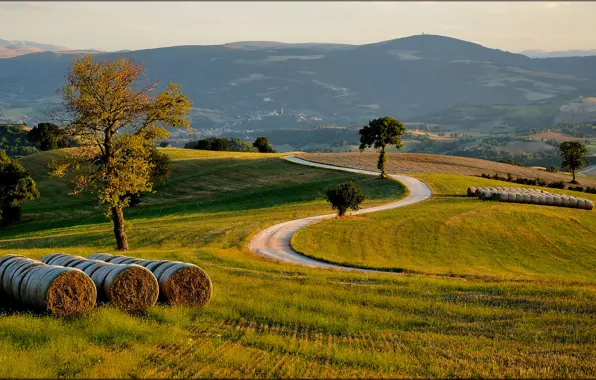 Картинка дорога, поле, деревья, холмы, Italia