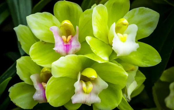Картинка макро, зеленая, орхидея