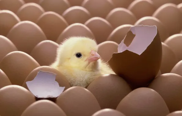 Картинка яйцо, скорлупа, птенец, цыплёнок