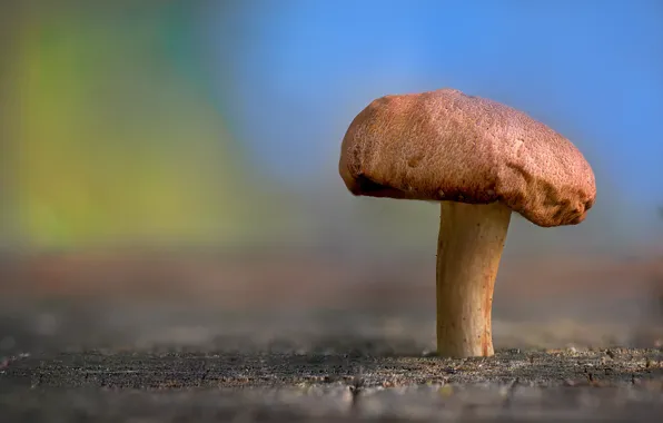 Картинка nature, beauty, mushroom