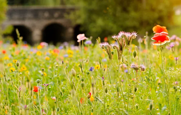 Картинка поле, трава, цветы, мост, река, мак, луг