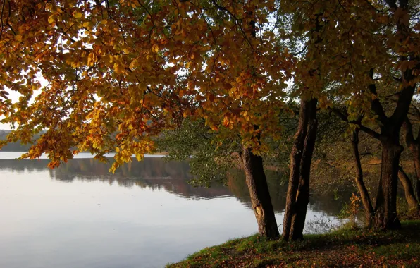 Картинка Poland, nature., Marchowo, tres