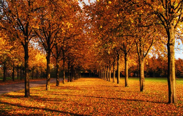Картинка осень, небо, листья, солнце, деревья, парк, ветви, голубое, день, дорожка, тени, рыжая, аллея, посадки, газоны