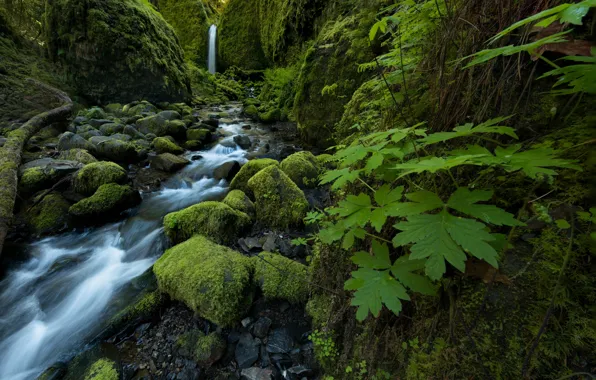 Картинка листья, ручей, камни, водопад, мох, Oregon, Columbia River Gorge, Mossy Grotto Falls, Ruckel Creek