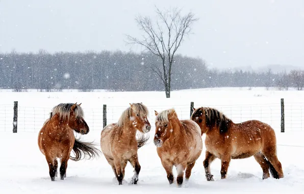 Картинка зима, животные, снег, снежинки, природа, кони, ограда, лошади