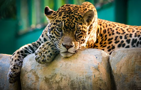Картинка Jaguar, sad, beautiful, face, animal, stones, zoo, Panthera onca, lying, fur, mammal, wild cat, animal …