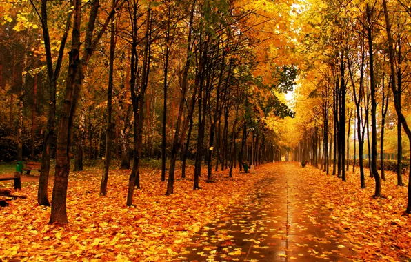 Картинка листья, деревья, парк, Осень, аллея