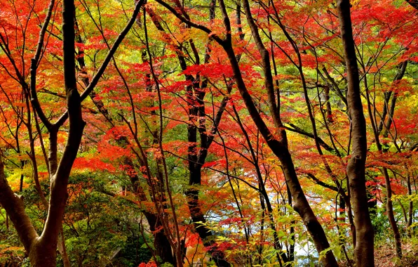 Картинка осень, лес, листья, деревья, багрянец