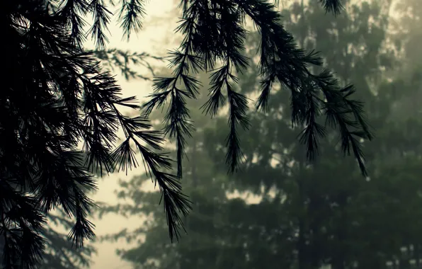 Картинка лес, макро, природа, туман, ветви, хвоя, кедр, ненастье, пихта