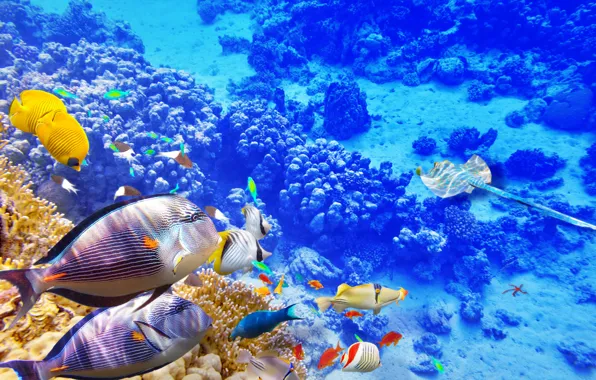 Картинка рыбки, океан, world, подводный мир, underwater, ocean, fishes, tropical, reef, coral, коралловый риф