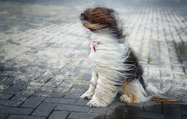 Картинка ветер, улица, собака