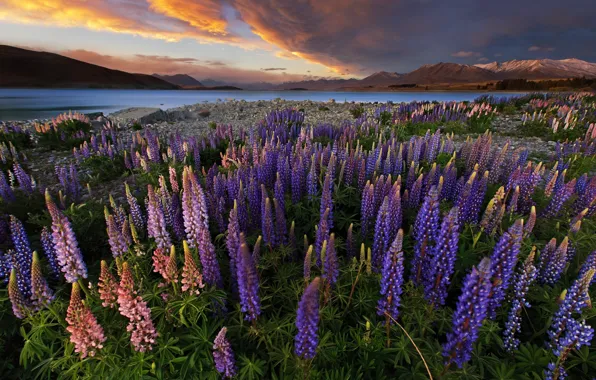 Картинка поле, небо, закат, цветы, природа, озеро, вечер, Новая Зеландия, Nature, sky, field, New Zealand, flowers, …
