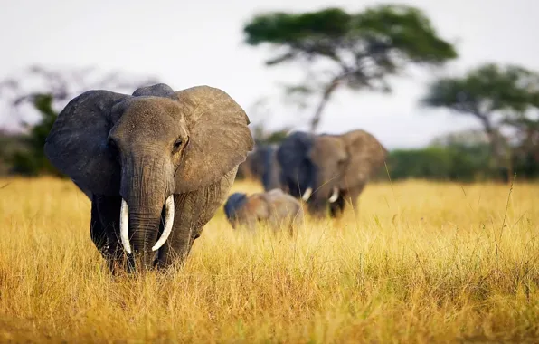 Картинка природа, саванна, photo, animal, Слоны