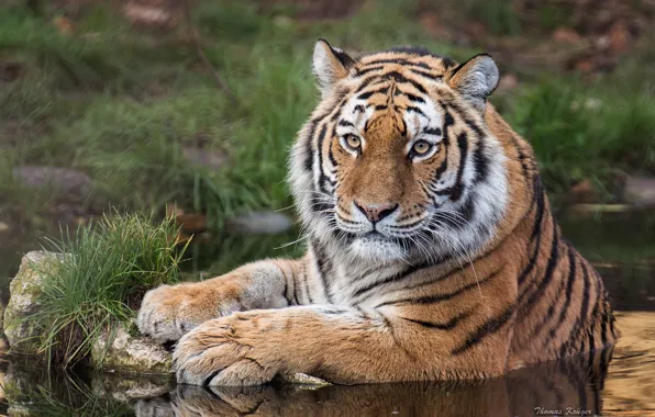 Картинка взгляд, вода, тигр, хищник, дикая кошка, Амурский тигр