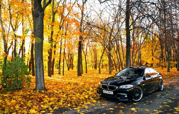 Картинка листья, Осень, BMW, БМВ, черная, Autumn, F10, 550X
