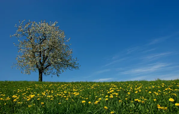 Картинка небо, трава, цветы, дерево, весна, луг, одуванчики