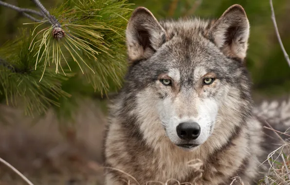 Картинка волк, хищник, wolf, суровый взгляд