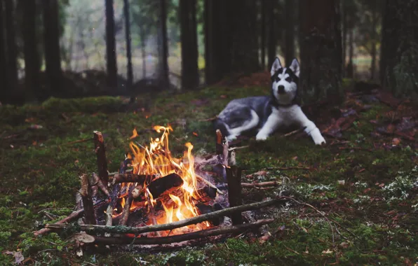 Картинка лес, огонь, собака, костер, хаски