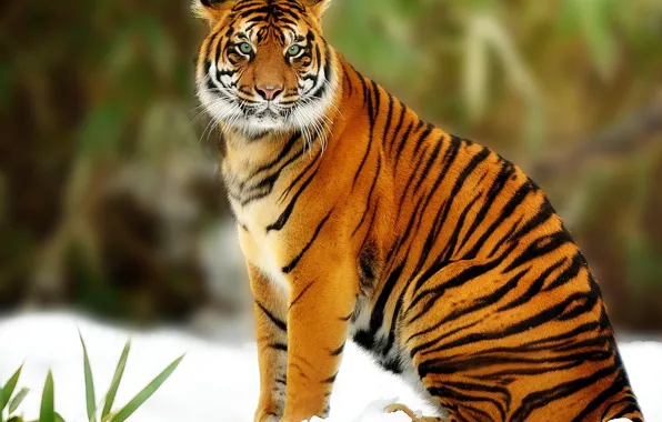 Картинка хищник, Тигр, большая кошка
