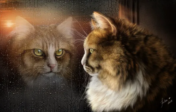 Картинка кот, отражение, дождь, настроение, окно