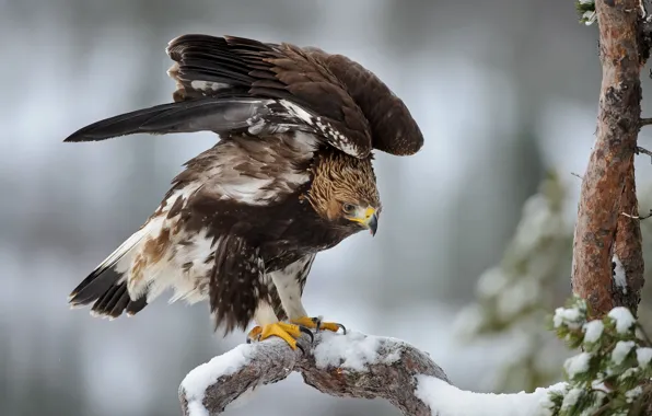 Картинка зима, снег, орел, елка, крылья, ель, перья, Птица, мороз, ёлка, bird, сосна, winter, snow, eagle