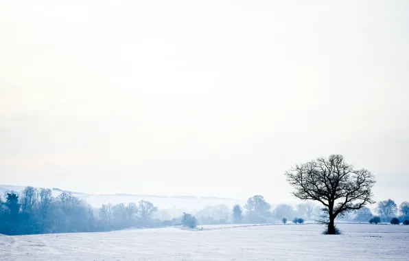 Картинка зима, лес, небо, снег, деревья, пейзаж, природа, forest, sky, trees, landscape, nature, winter, snow, 2560x1600