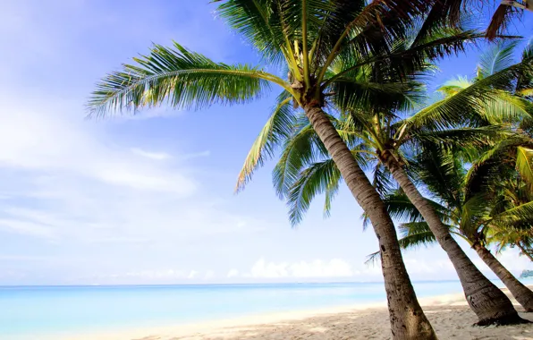 Картинка песок, пляж, небо, вода, облака, пейзаж, природа, пальмы, океан, берег, остров, тень, beach, sky, ocean, …
