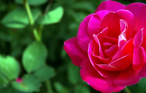 Картинка красный, природа, роза, flower macro, цветок макро
