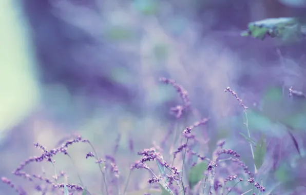 Картинка цветок, лаванда, боке, bokeh, lavender