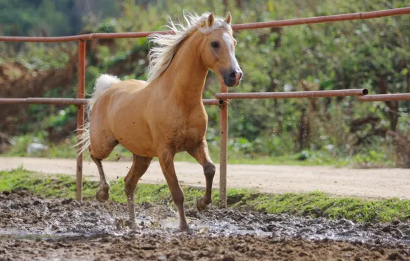 Картинка лошадь, грязь, рыжий, боке