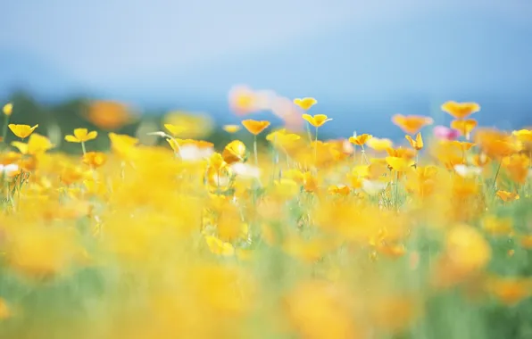Картинка лето, солнце, цветы, природа, поляна, желтые, размытость