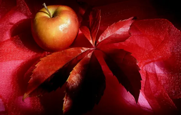 Картинка красный, лист, apple, яблоко, фрукт, red, натюрморт