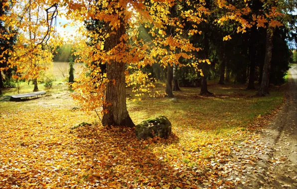 Картинка листья, деревья, природа, парк, фото, Осень, тропинка