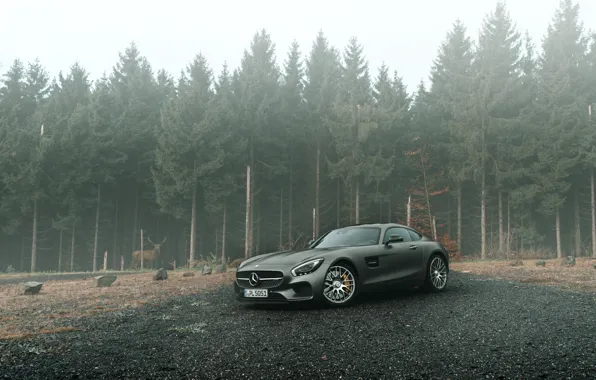 Картинка Mercedes-Benz, Front, AMG, Grey, Supercars, Forest, GT S