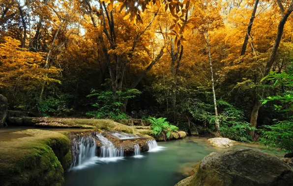 Картинка осень, лес, деревья, ручей, водопад, мох, кусты