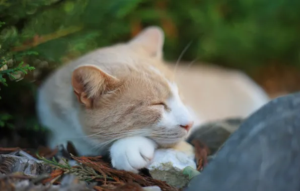 Картинка кот, природа, камень, спит, хвоя
