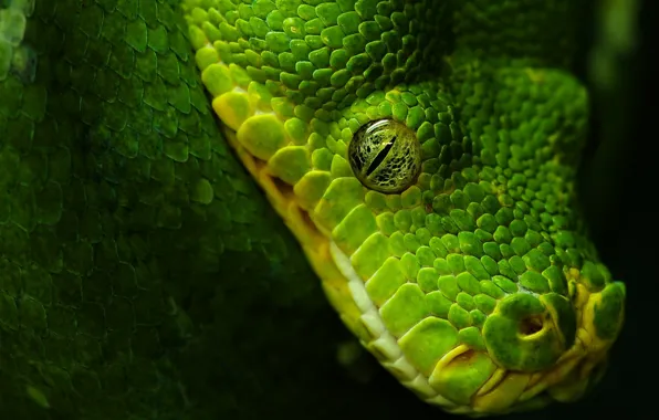 Картинка глаз, чёрный, Змея, зелёный