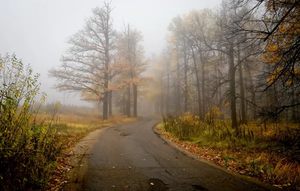 Картинка дорога, осень, пейзаж, природа, туман