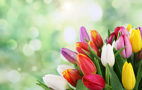 Картинка цветы, букет, весна, тюльпаны, боке