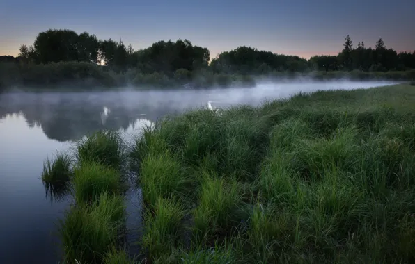 Картинка лес, трава, туман, озеро, рассвет, утро