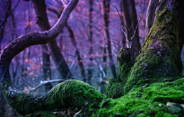 Картинка лес, деревья, природа, дерево, магия, мох, Rebekka Plies Photography