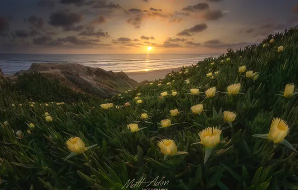 Картинка пляж, цветы, весна, Калифорния, США, тихий океан, штат, Сан Диего